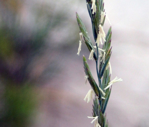 Western Wheatgrass, Arriba Western Wheatgrass, Arriba