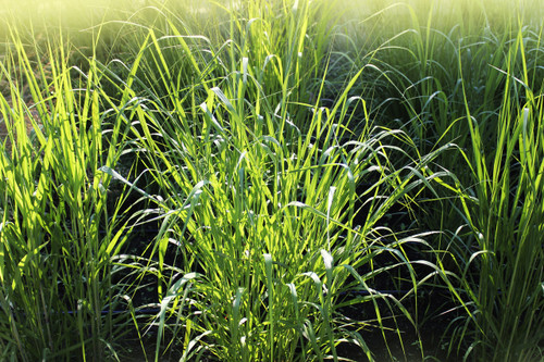 Our Alamo Switchgrass is a native grass, blue-green in color, usually slightly waxy and tall, with long stems and wide leaves. Our Alamo Switchgrass is a native grass, blue-green in color, usually slightly waxy and tall, with long stems and wide leaves.