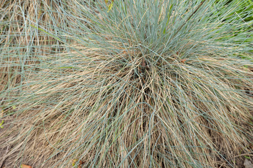 Sheep Fescue