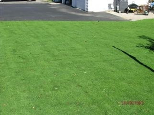 Seaside II Creeping Bentgrass Seaside II Creeping Bentgrass