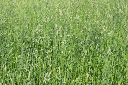 Hard Fescue