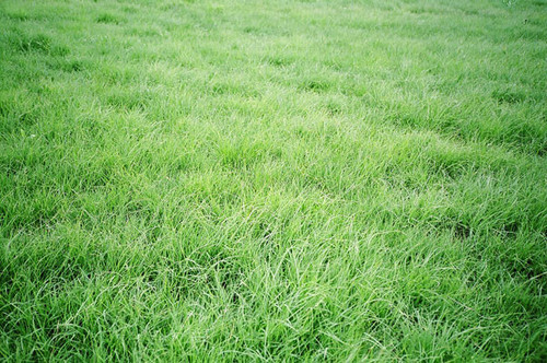 bowie buffalograss bowie buffalograss