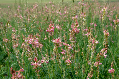 Sainfoin