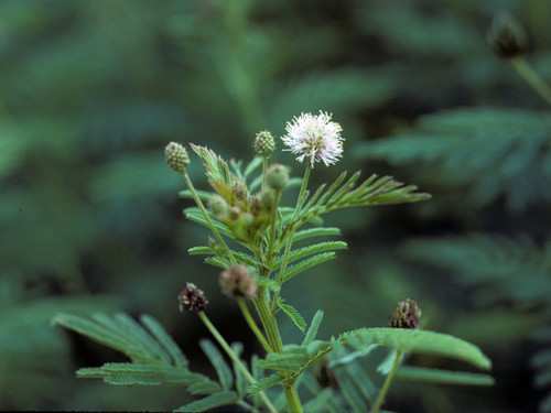illinois bundleflower