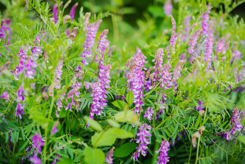Hairy Vetch Hairy Vetch