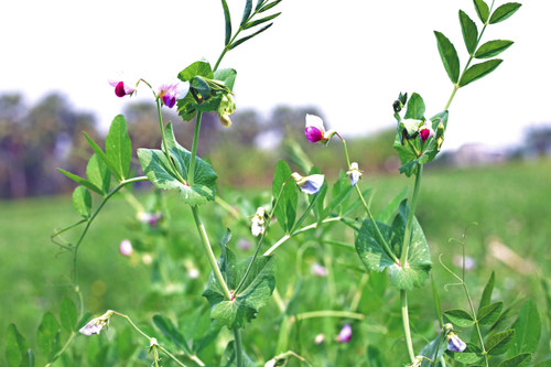 austrian winter pea