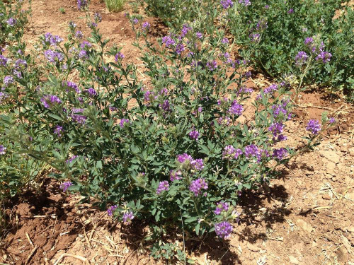 alfalfa legume alfalfa legume