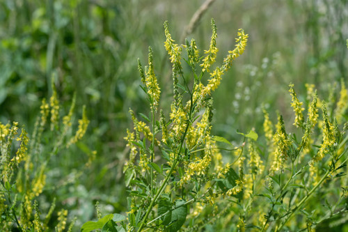 Yellow Blossom Sweet Clover