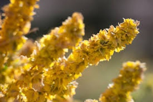 Four Wing Saltbush Four Wing Saltbush