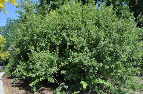 3 Leaf Sumac is a warm-season shrub with excellent winter hardiness & drought tolerance, growing up to 7 feet. 3 Leaf Sumac is a warm-season shrub with excellent winter hardiness & drought tolerance, growing up to 7 feet.