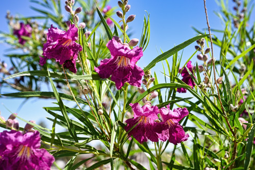 desert willow desert willow