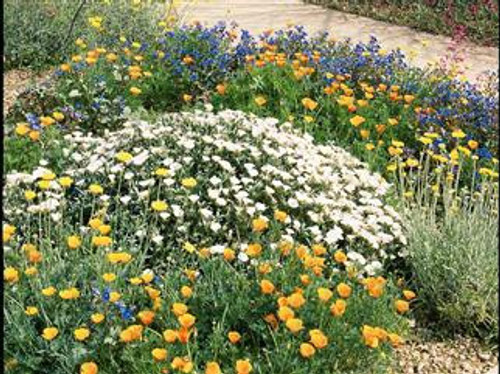 Sonora's Bloom Wildflower Mixture Sonora's Bloom Wildflower Mixture