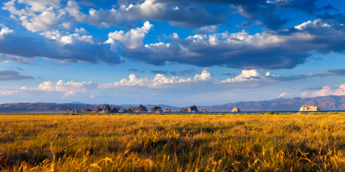 Pioneer's Pride - Native Grass Mixture Pioneer's Pride - Native Grass Mixture