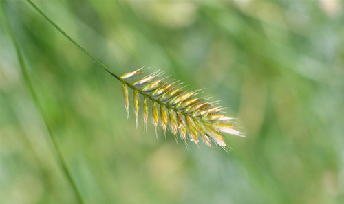 Mountain Pass Native Grass Mixture Mountain Pass Native Grass Mixture