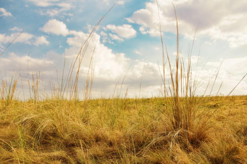 Homesteader's Choice - Native Grass Mixture Homesteader's Choice - Native Grass Mixture