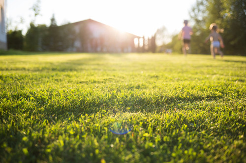 Sunny Lawn Blend Sunny Lawn Blend