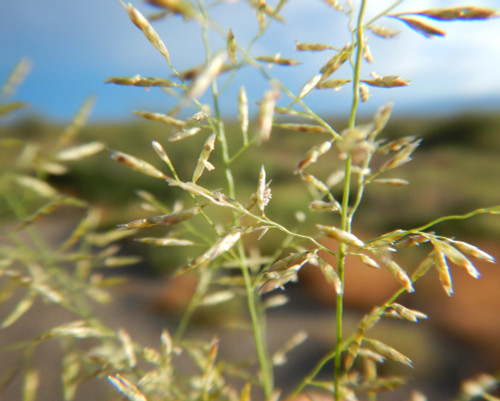 Lehmann Lovegrass Lehmann Lovegrass