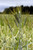 bearded triticale