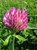 red clover