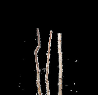 Natural Birch Poles (Bundle Of 12) (4276-6)