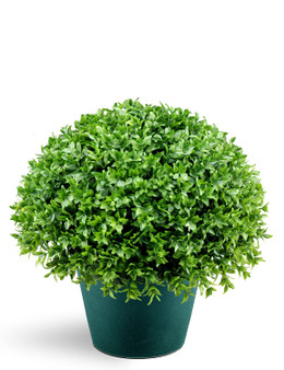 13" Globe Japanese Holly Bush With Dark Green Round Growers Pot 1/4- Reshippable Inner Box (LJB4-13-1)