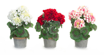 Potted Geranium (Set Of 3) 12.5"H Polyester/Tin 66623DS
