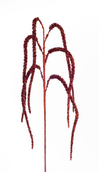 Amaranthus Spray (Set Of 12) 44"H Plastic/Glitter 68953DS