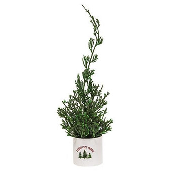 Mini Cypress Tree In "Fresh Cut Trees" Pot FT28002