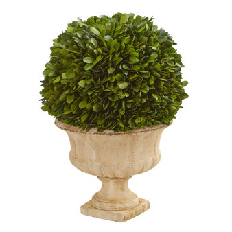 12" Boxwood Topiary Ball Preserved Plant In Decorative Urn (4372)
