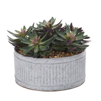 Frosted Green Echeveria In Round Tin Planter (204022)