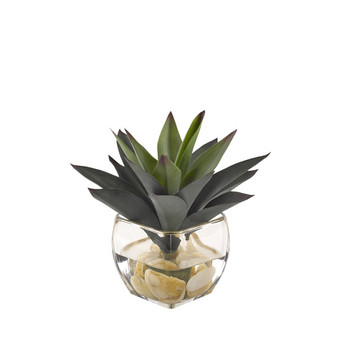 Aloe Plant In Glass Cube (209049)