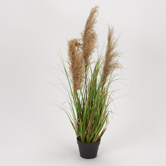 45" Reed Onion Grass (TL857)