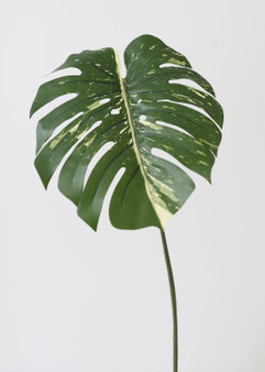 Artificial Philodendron Tropical Leaf - 23.5" SLK-PSP021-GR/TT