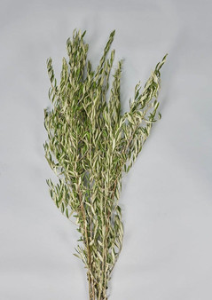 Fresh Cut Extra Tall 5' Olive Leaf Branch Bundle FLB- FOOLIVXL