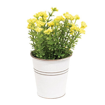 Yellow Astilbe Flowers In White Metal Garden Bucket G70168