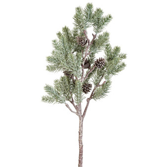 Pine Branch With Cones