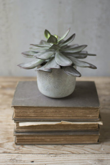 (4 Pack) 7" Succulent With Cement Pot