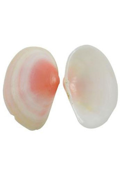 Pink Natural Tellina Sea Shells