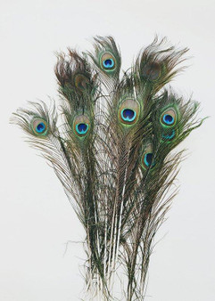 Bundle Of 12 - Peacock Feathers