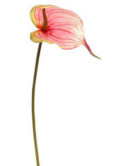 Faux Anthurium Flower Spray In Pink And Green - 24" Tall (Bundle Of 2)