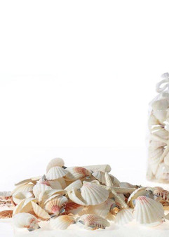 Assorted Natural White Sea Shells - Large 3.5 Lb Bag