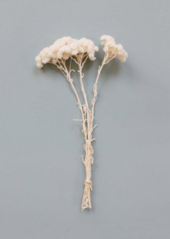White Dried Immortelle Flower