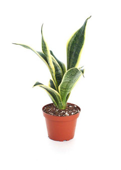 Live Snake Plant - Ships Alone