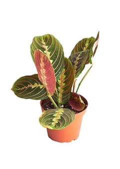 Live Prayer Plant Indoor House Plant - Ships Alone