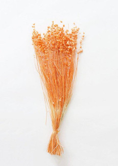 Dried Briza Maxima Grass In Orange