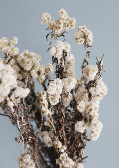 Edelweiss Dried Flowers In Cream