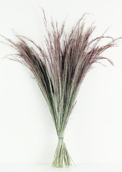 Dried Silk Grass In Pink 28"�