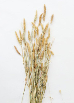 Natural China Millet Grain