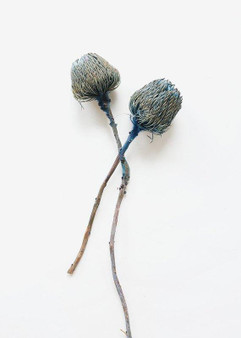 Bundle Of 2 - Dried Banksia Protea In Blue