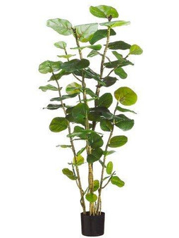 5' Eva Sea Grape Plant With 67 Leaves In Black Plastic Pot Green 2 Pieces LPS481-GR